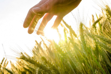 Аналитики снизили прогноз по урожаю пшеницы в Аргентине